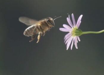 The Bee Struggle