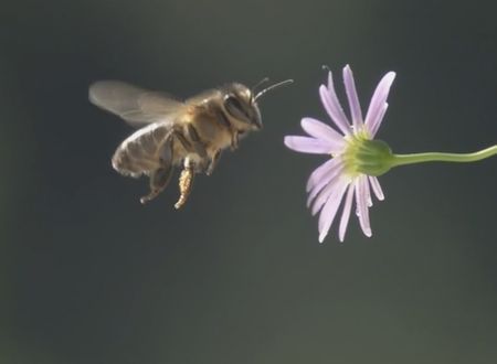The bee struggle